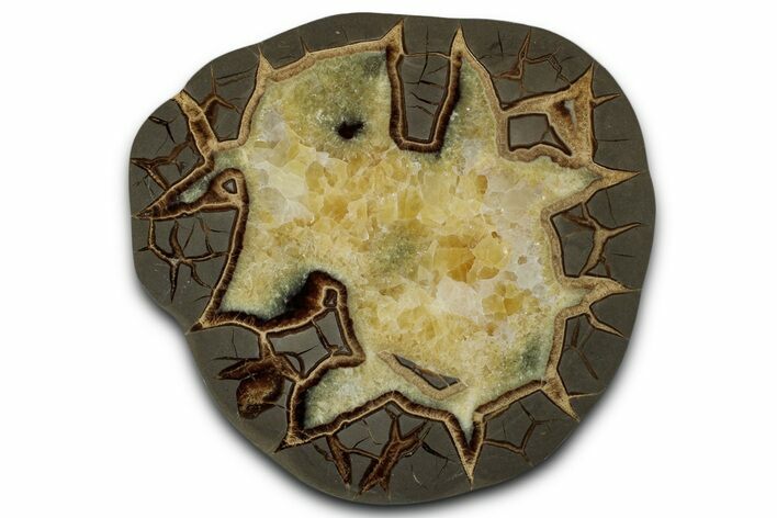 Polished Septarian Slab - Utah #338255